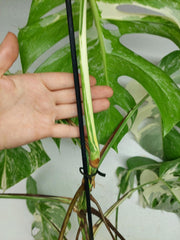 Monstera Variegata (zum aussuchen)