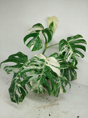 Monstera Variegata (zum aussuchen)