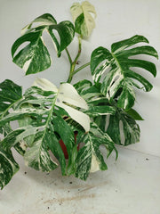 Monstera Variegata (zum aussuchen)