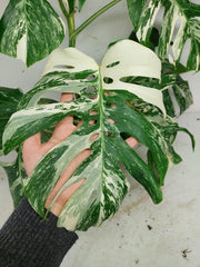 Monstera Variegata (zum aussuchen)