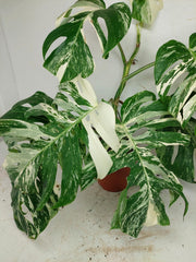 Monstera Variegata (zum aussuchen)