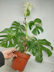 Monstera Variegata (zum aussuchen)