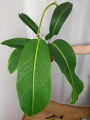 Philodendron Heterocraspedon