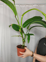 Philodendron Heterocraspedon