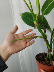 Philodendron Heterocraspedon