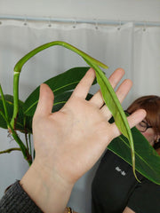 Philodendron Heterocraspedon