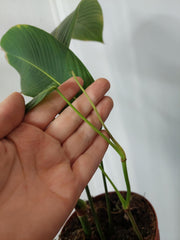 Philodendron Heterocraspedon
