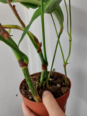 Philodendron Heterocraspedon