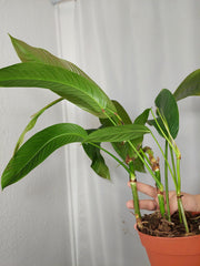 Philodendron Heterocraspedon