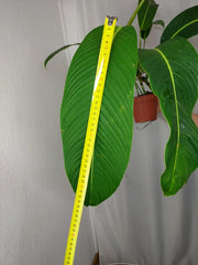 Philodendron Heterocraspedon