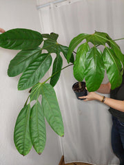 Trevesia Burckii