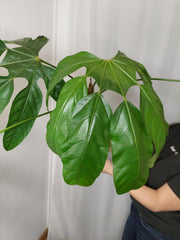 Trevesia Burckii