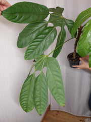 Trevesia Burckii