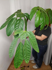 Trevesia Burckii