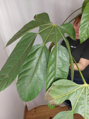 Trevesia Burckii