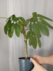 Trevesia Burckii