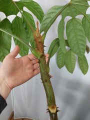 Trevesia Burckii