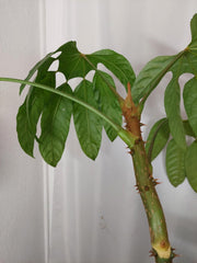 Trevesia Burckii