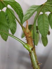 Trevesia Burckii