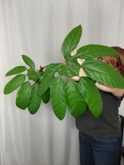 Trevesia Burckii