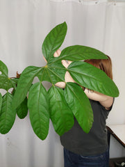 Trevesia Burckii