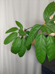 Trevesia Burckii