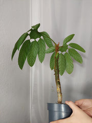 Trevesia Burckii