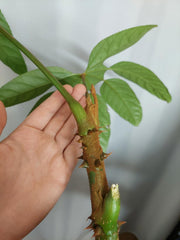 Trevesia Burckii