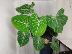 Philodendron Gloriosum XXL