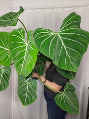 Philodendron Gloriosum XXL