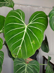 Philodendron Gloriosum XXL