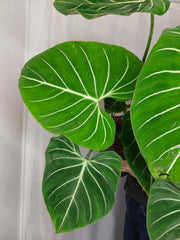 Philodendron Gloriosum XXL