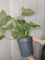 Philodendron Gloriosum XXL
