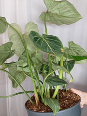 Philodendron Gloriosum XXL