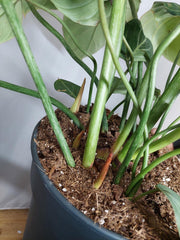 Philodendron Gloriosum XXL