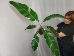 Musa Variegata groß