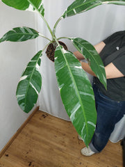 Musa Variegata groß