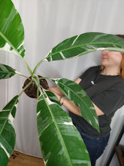 Musa Variegata groß