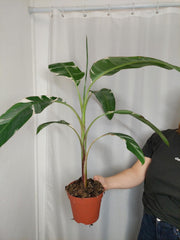Musa Variegata groß