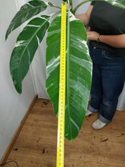 Musa Variegata groß