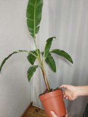 Musa Variegata groß