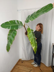Musa Variegata groß