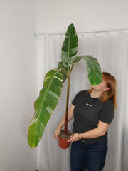 Musa Variegata groß
