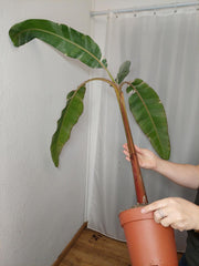 Musa Variegata groß