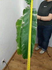 Musa Variegata groß