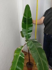 Musa Variegata groß