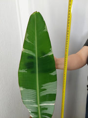 Musa Variegata groß