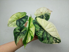 Alocasia Dragon Scale Variegata