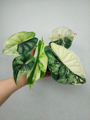 Alocasia Dragon Scale Variegata
