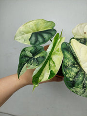Alocasia Dragon Scale Variegata